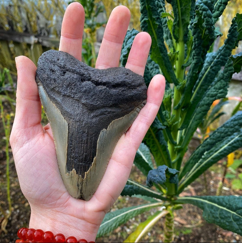 4 1/2 inch Fossil Megalodon Tooth