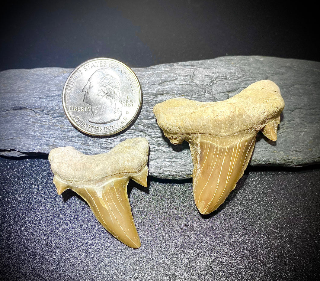 Otodus Shark Teeth (2 Piece)