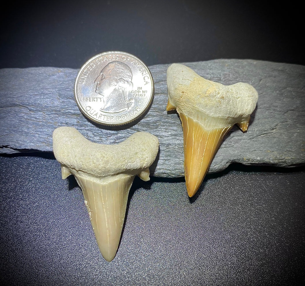 Otodus Shark Teeth (2 Piece)