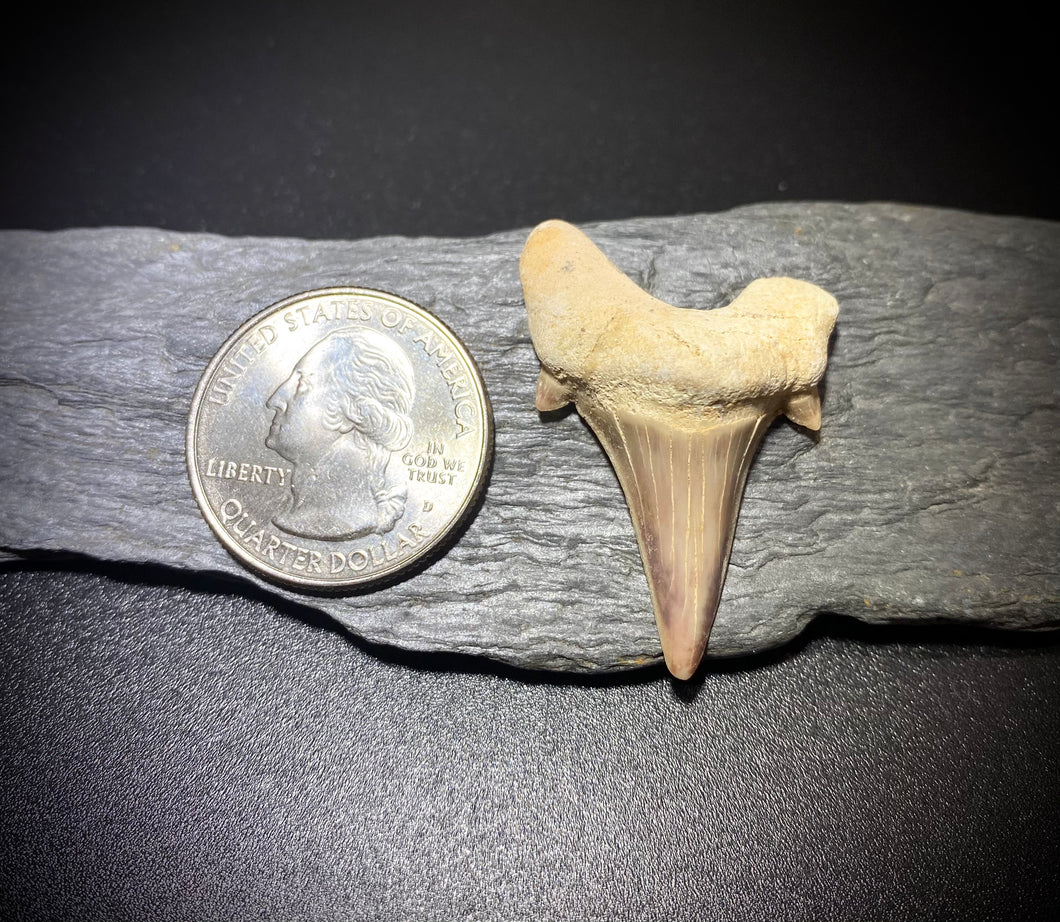 Otodus Shark Tooth