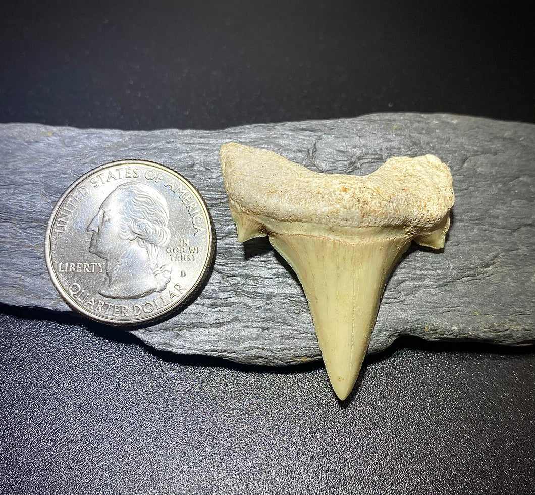 Otodus Shark Tooth